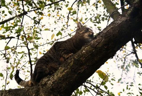 Cat on a tree branch. Stock Photos