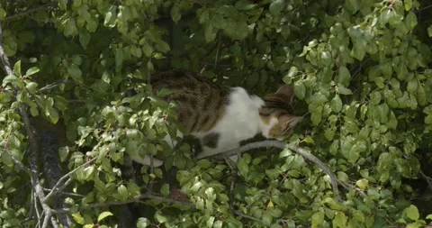 Cat on the tree branches among green leaves Stock Footage 140779865