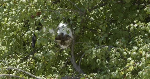Cat on the tree branches Stock Footage 140779905