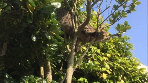 Cat On Tree Branches 스톡 동영상 160240726