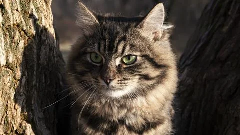 Cat on a tree, close-up. Stock Photos