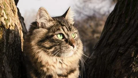 Cat on a tree, close-up. Stock Photos