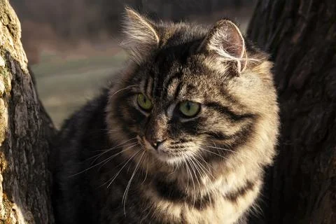 Cat on a tree, close-up. Stock Photos