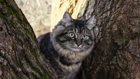 Cat on a tree, close-up. Stock Photos