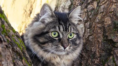 Cat on a tree, close-up. Stock Photos