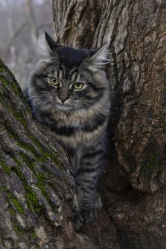 Cat on a tree, close-up. Stock Photos