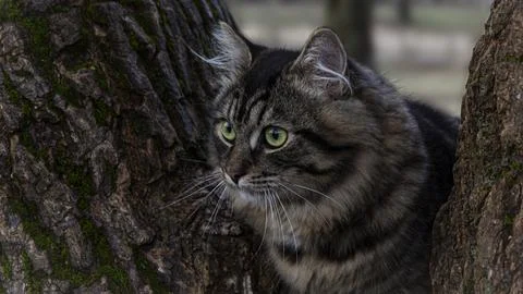 Cat on a tree, close-up. Foto stock
