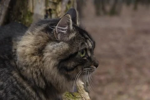 Cat on a tree, close-up. Stock Photos