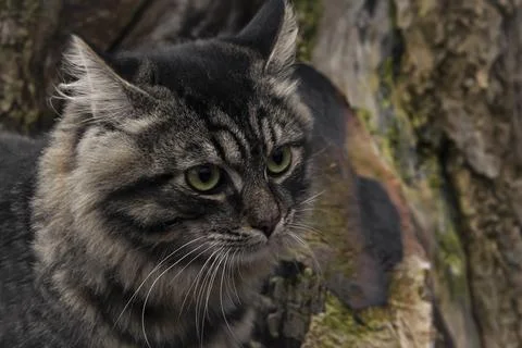 Cat on a tree, close-up. Stock Photos