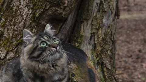 Cat on a tree, close-up. Foto stock