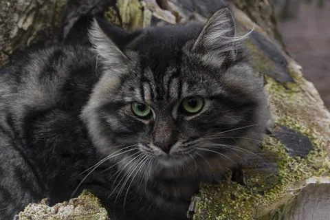 Cat on a tree, close-up. Foto stock