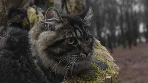 Cat on a tree, close-up. Stock Photos