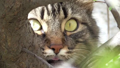 Cat on a tree closeup Vídeo Stock 49408406