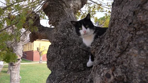 Cat Tree Curious Hide Look Camera Stock Footage 310209648