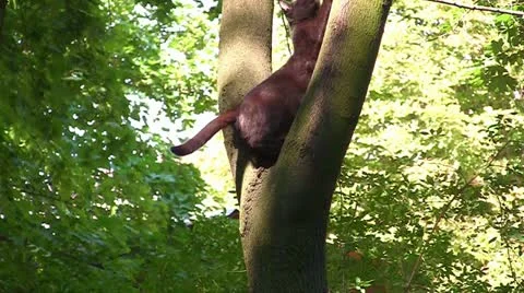 Cat in a tree Video stock 11419727
