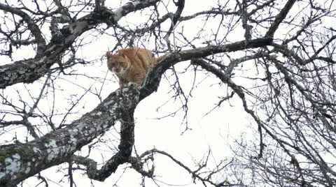 Cat in a tree Stock Footage 23899644