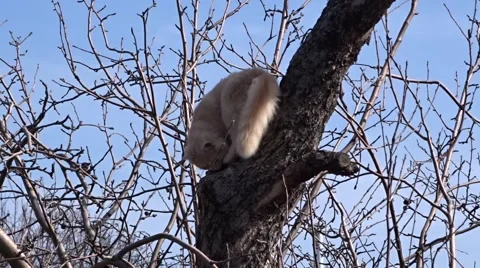 Cat on a tree Video stock 47958044