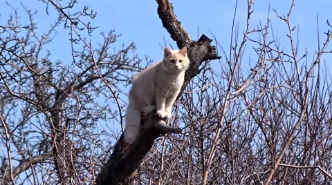 Cat on a tree Video stock 47959426