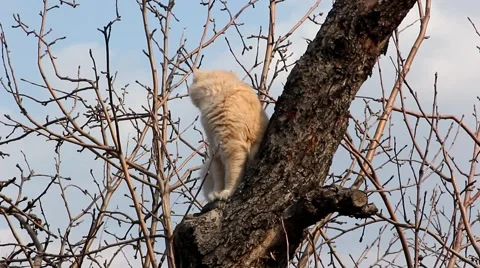 Cat on a tree Stock Footage 48227609