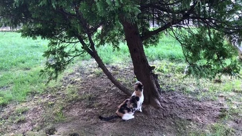 Cat on tree Stock Footage