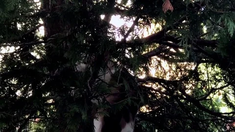 The cat on a tree 動画素材 82688616