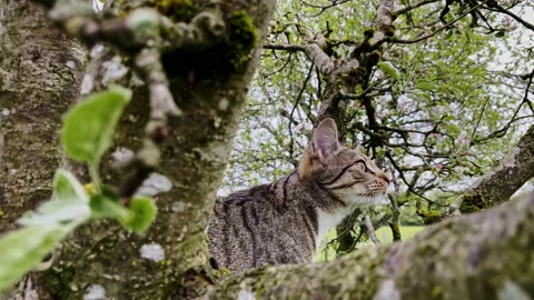 Cat on the  Tree Stock Footage 191937356
