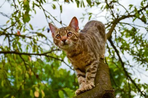 Cat on a tree in the garden Foto stock