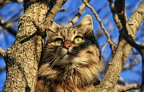 Cat on a tree looking in to the sun Stock Photos