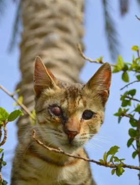 Cat on tree natural background, kitten young animal Stock Photos