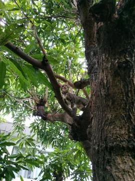 Cat on the tree in park Stock Photos
