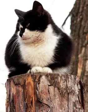 Cat in a tree Stock Photos