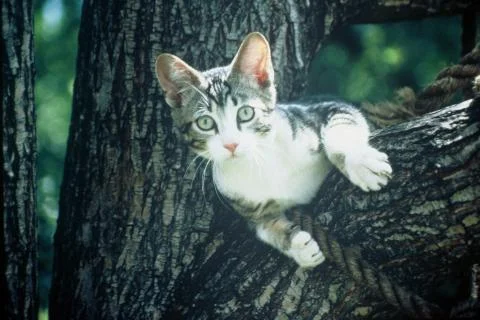 Cat up a tree Stock Photos