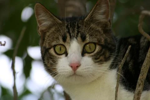 Cat in Tree Stock Photos