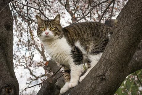 Cat in the tree Stock Photos