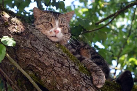 Cat on tree Foto stock