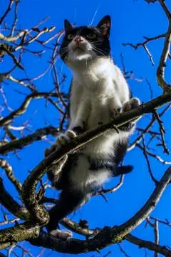 Cat on a tree Stock Photos