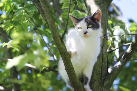Cat On The Tree Stockfoto's