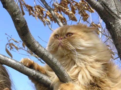 Cat on a tree Stock Photos