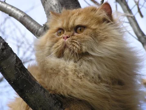 Cat on a tree Stock Photos