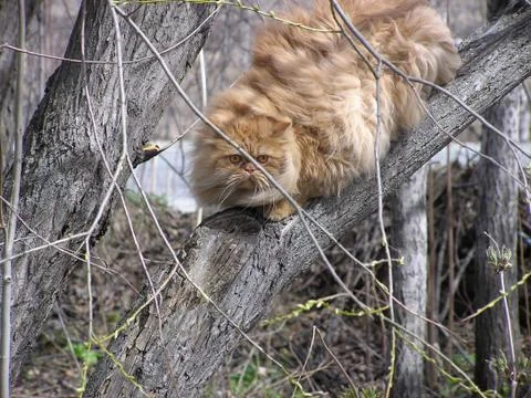 Cat on a tree Stock Photos