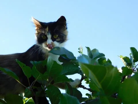 Cat on a tree Stock Photos