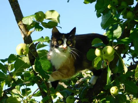 Cat on a tree Stock Photos