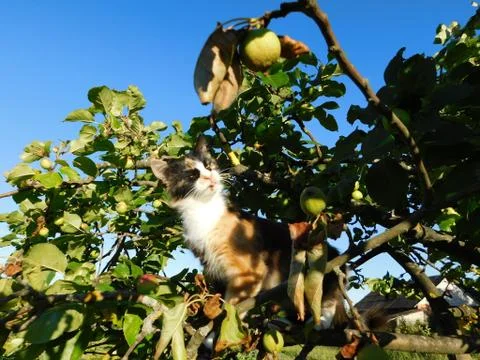 Cat on a tree Fotos Stock