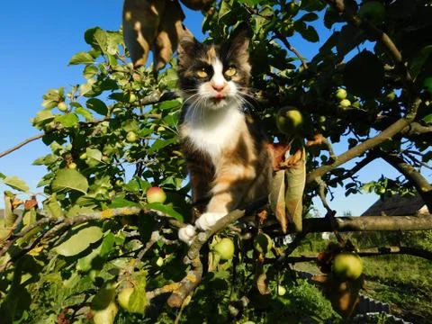 Cat on a tree Stock Photos
