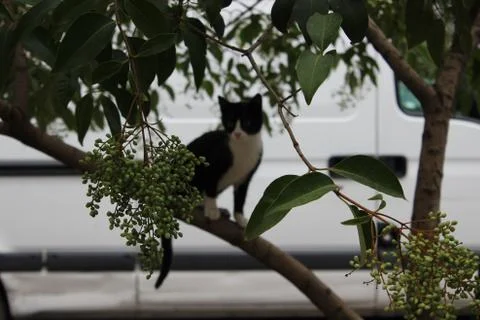 Cat on tree Stock Photos