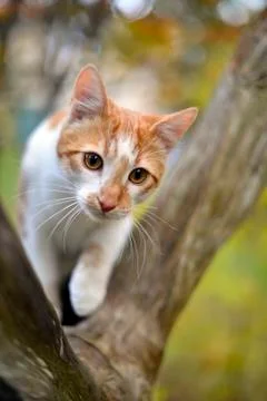 Cat on a tree 스톡 사진