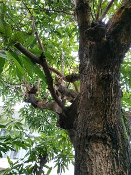 Cat on the tree Stock Photos