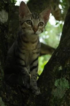 Cat on Tree Foto stock