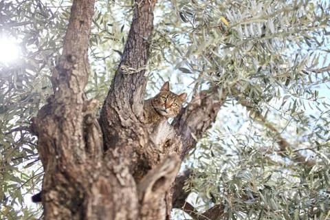Cat  on a tree Stock Photos