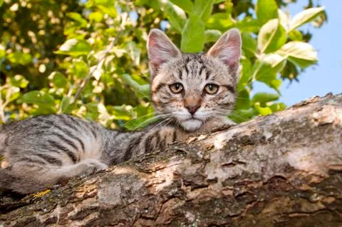 Cat in a tree Stock Photos